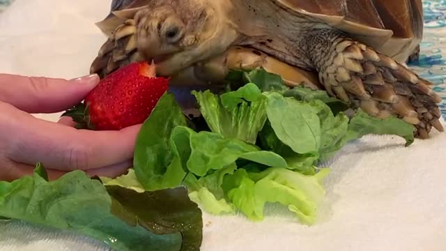 Cute Turtle Eating