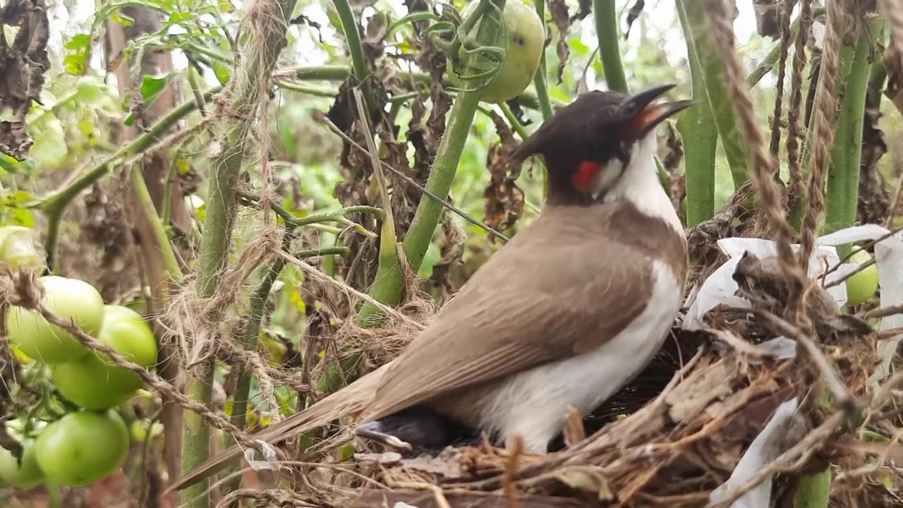 Crow_GRABS_OUT_Sleeping_baby_bird_from_Nest____Crow_Attack___Bulbul_mother_feeding_birds