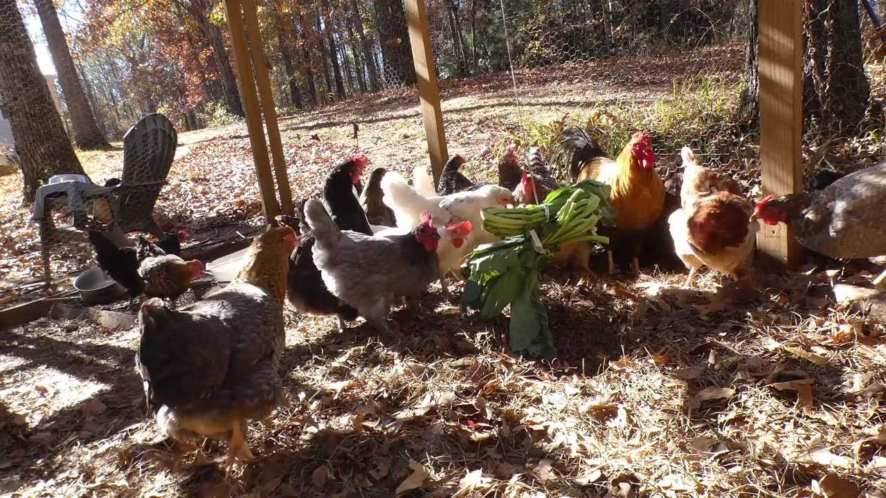 Chickens enjoying sunshine and collard greens snack.