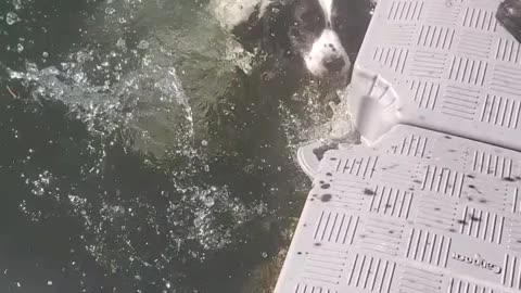 Bud finally bravely trying to swim