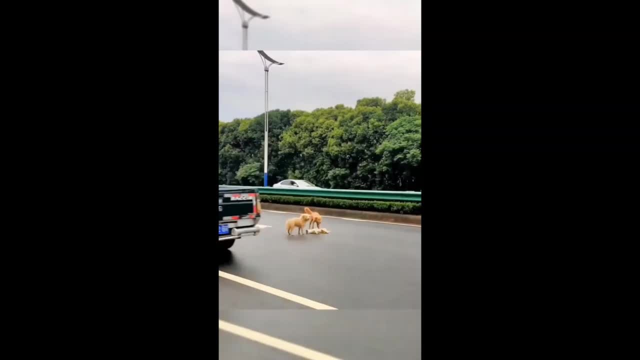 what's app funny video | Instagram | what's app| funny video | memes