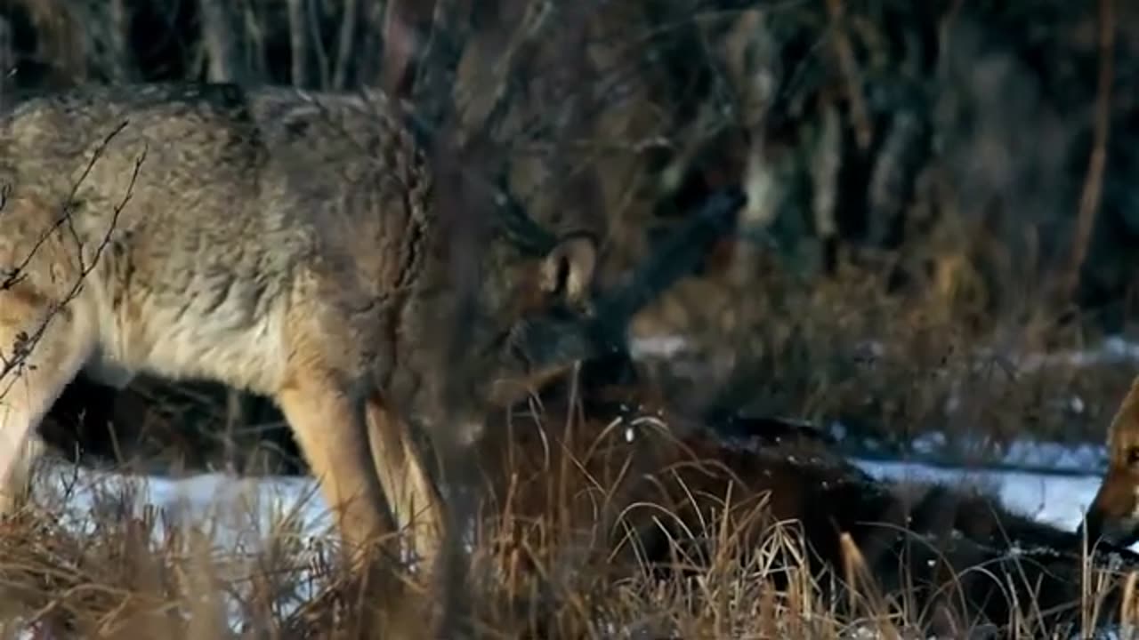 Wolf_|_Animals_|_Carnivore_|_Wild_|_Hunt_|__Video_|_Stock_footage