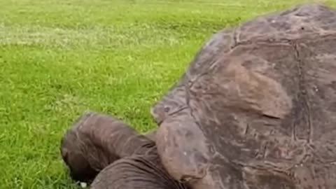 The world’s oldest living land animal, a Seychelles giant tortoise