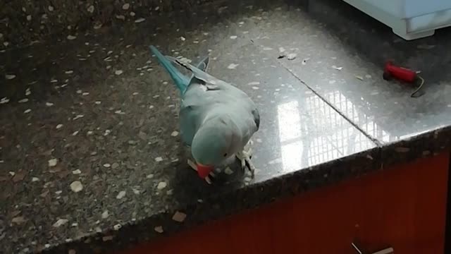 Parrot sings, look what mommy got for you, to a bottle top