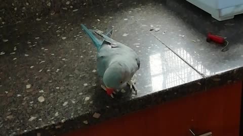 Parrot sings, look what mommy got for you, to a bottle top