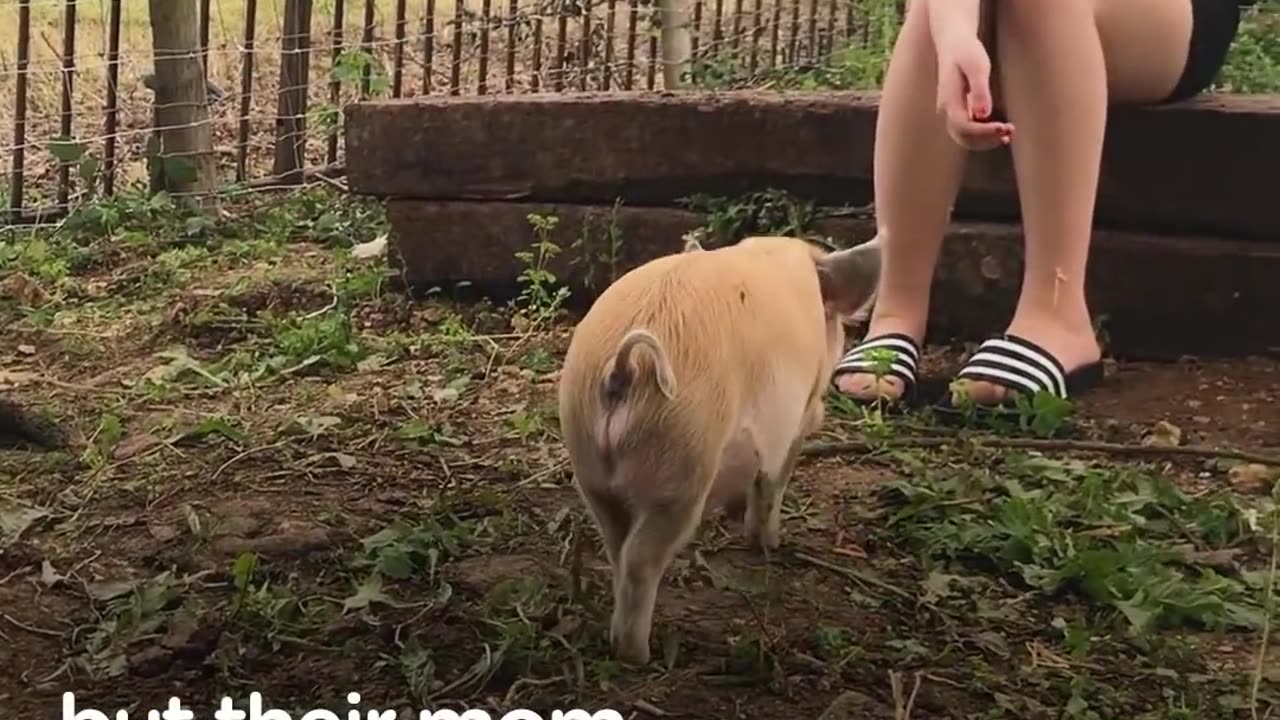 Pigs Are So Grateful Their Mom Saved Them: Happy National Pig Day | The Dodo