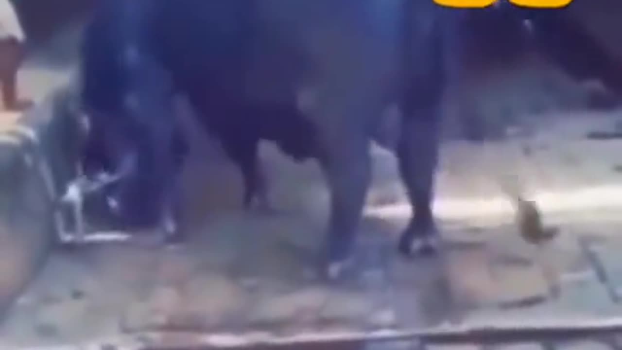 Power of bull