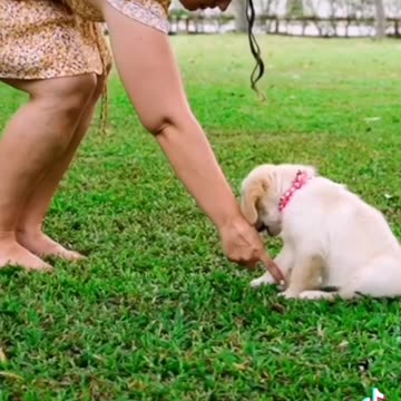 Puppy Chow|puppy and animals 🐕🐕#dog