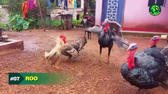 13 Horrifying Times When Hens and Roosters Attacked Their Enemies
