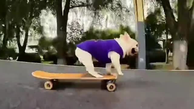 Un perro que sabe patinar. Donde se convertirá en el foco