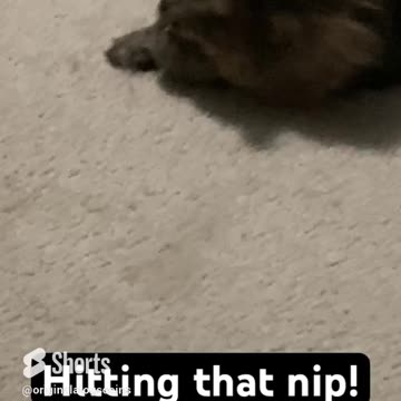Hitting that nip! #cat