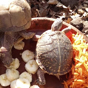 🐢 𝙁𝙞𝙧𝙨𝙩 𝙈𝙚𝙖𝙡 𝙎𝙞𝙣𝙘𝙚 𝙇𝙖𝙨𝙩 𝙔𝙚𝙖𝙧