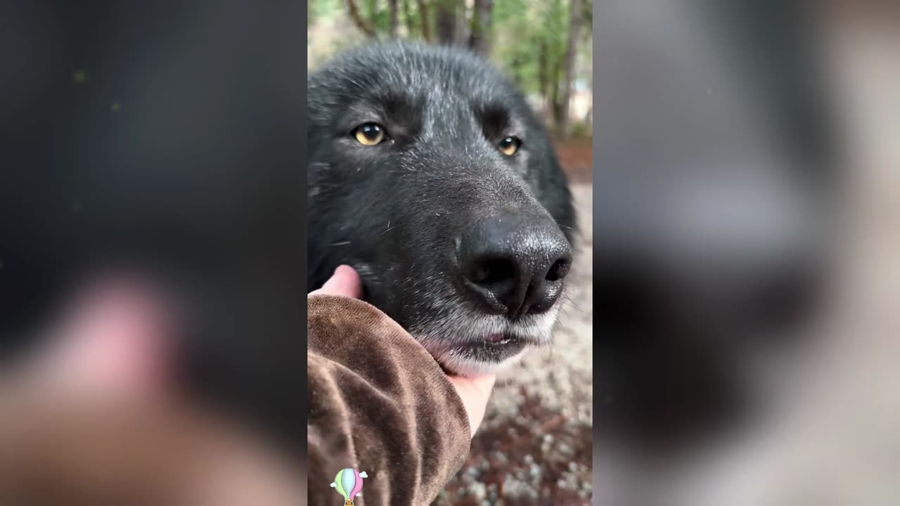 This obedient black dog seems to have no ears