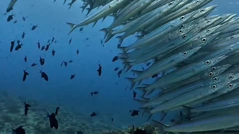 Beautiful Fish Combination Views #viral