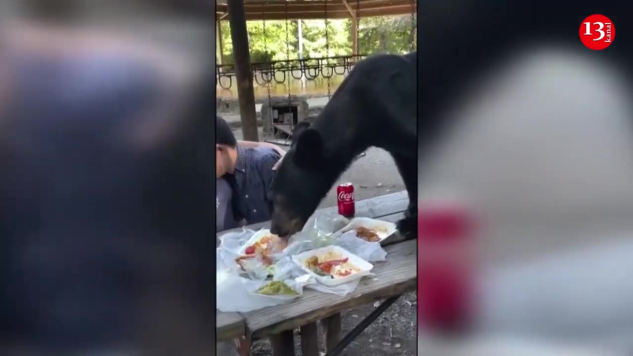 Video shows bear crashing family picnic in Mexico