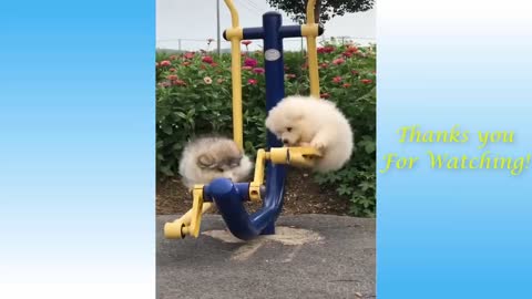 Funniest Animals - Best Of The 2020 Funny Animal Videos 😁 - Cutest Animals Ever