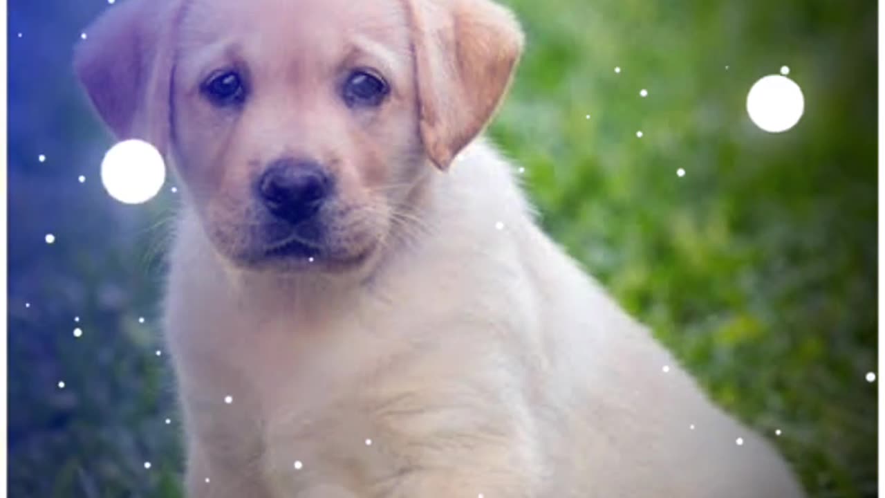 Dog Lover Status Whatsapp Status Amazing Song Status
