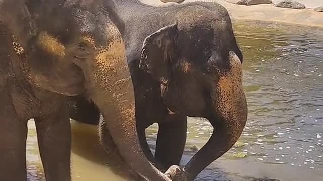 Friendship of Elephants