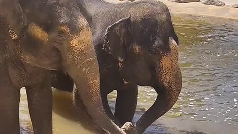 Friendship of Elephants