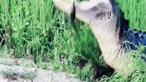 crocodile