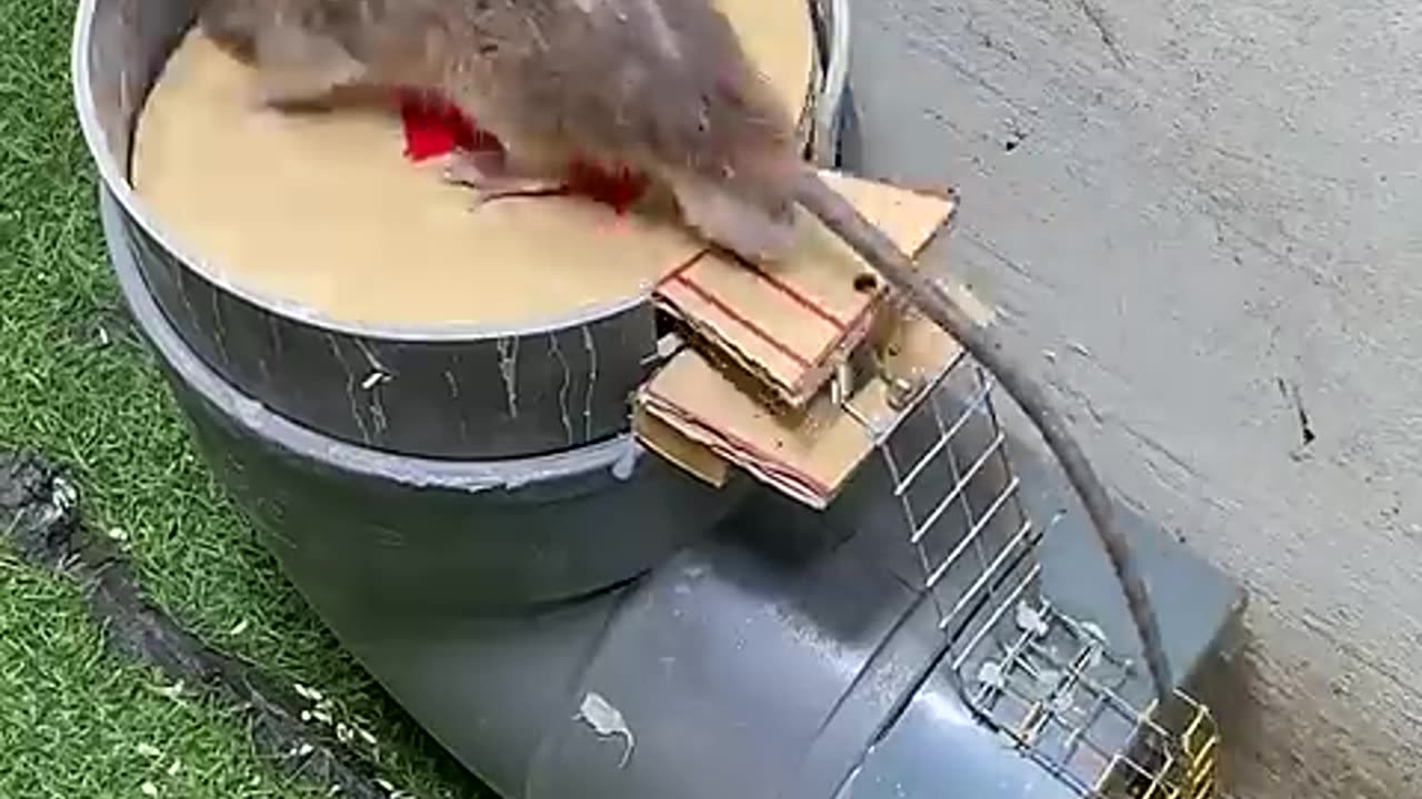 The easy mouse trap best mousetraper