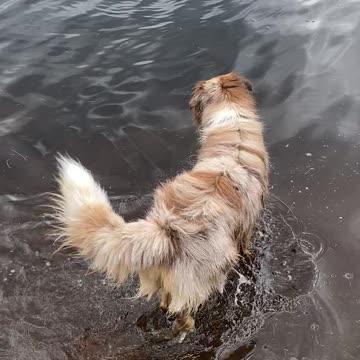 Dog is afraid of swimming