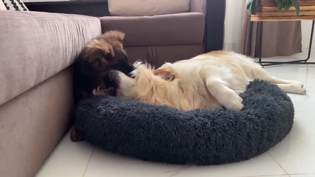 Golden Retriever Hates it when a German Shepherd tries to steal his bed!