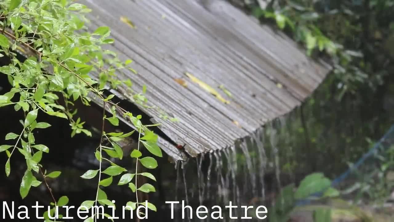 Heavy Thunderstorm And Rain Falling On A Forest Tin Roof ( For Relaxation, Sleep, And More )