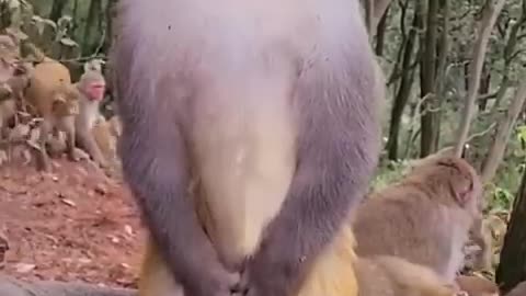 Monkey funny video