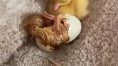 Ducklings Coming Out of Eggs #shorts #viral #shortsvideo #video