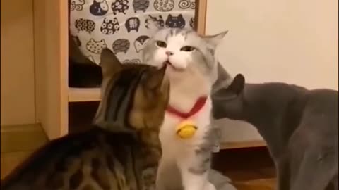 funny cats look