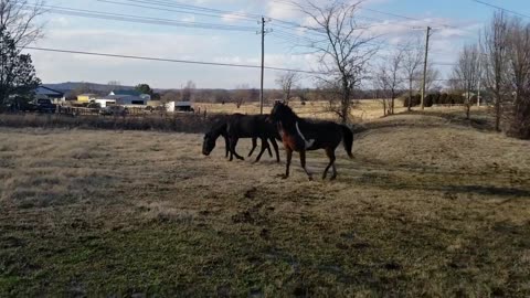 More of herd reacting to introduction to two new horses