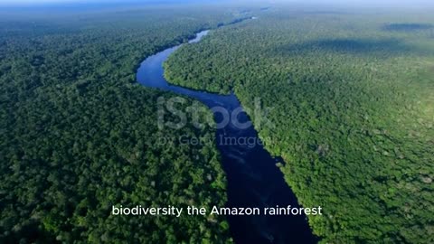 Discover The Amazon Rainforest in South America Earth's Treasures