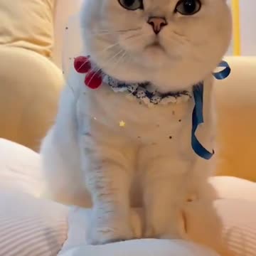Cutest cat Tiktok #shorts 2023 4K