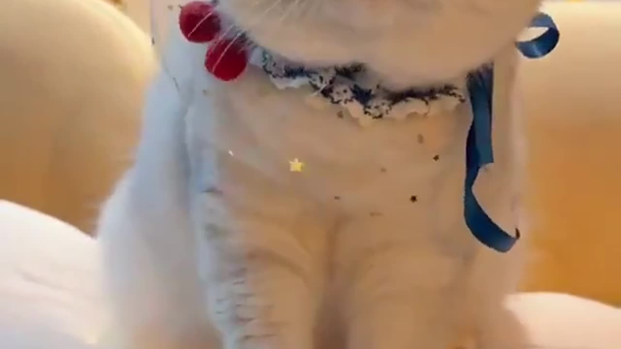 Cutest cat Tiktok #shorts 2023 4K