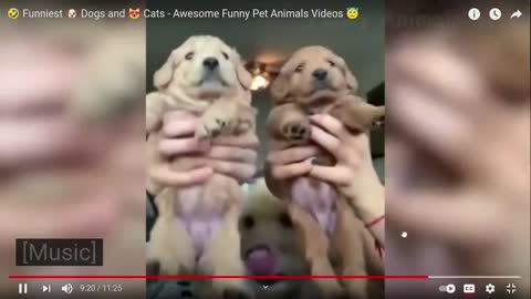 Dogs and Cats Very Funny Videos