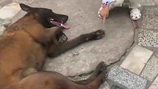 Amazing dog intelligent dog πΆπ
