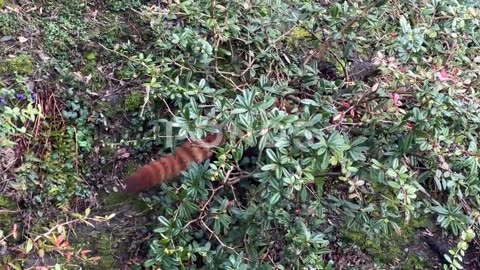 cute red panda, beautiful funny panda