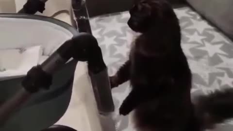 Best of the week! Funniest Cats And Dogs Video 😉