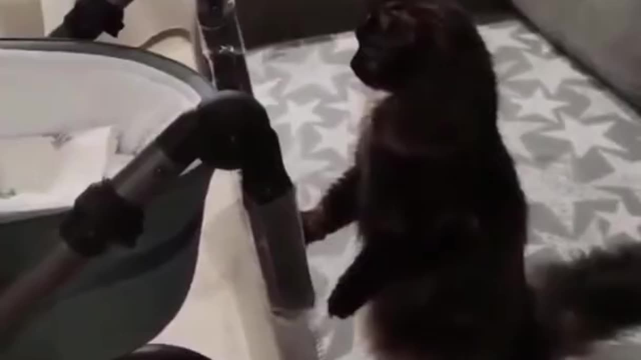 Best of the week! Funniest Cats And Dogs Video 😉