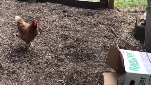 New Chickens With Old