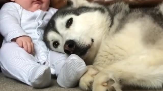 Cute Little Husky