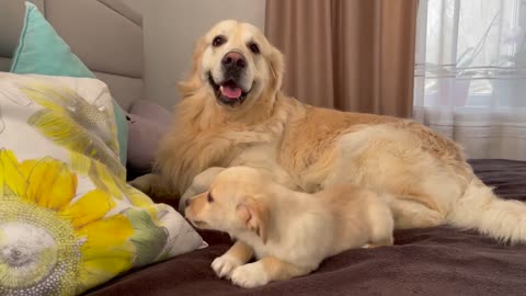 Golden Retriever is tired of playing with a Puppy