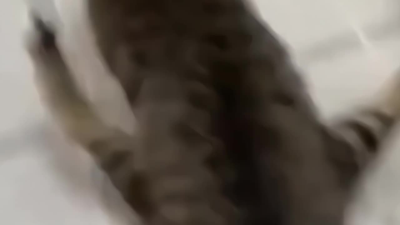 Cat funny/ Funny moments video