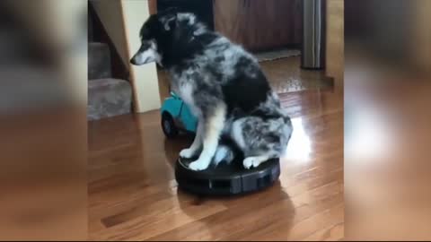 Hilarious Dog Takes A Ride On A Robot Vacuum