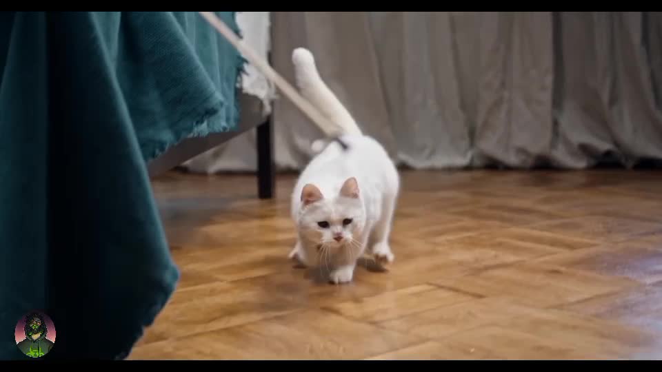 Cat tries to catch feather for fun || Cute 🐈