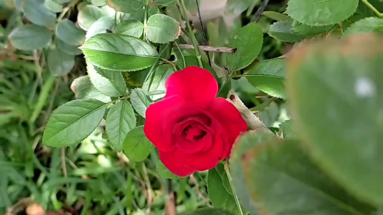 😘 🌺 FLOR DE 🌹ROSA Y 🌿ROSAL.👍