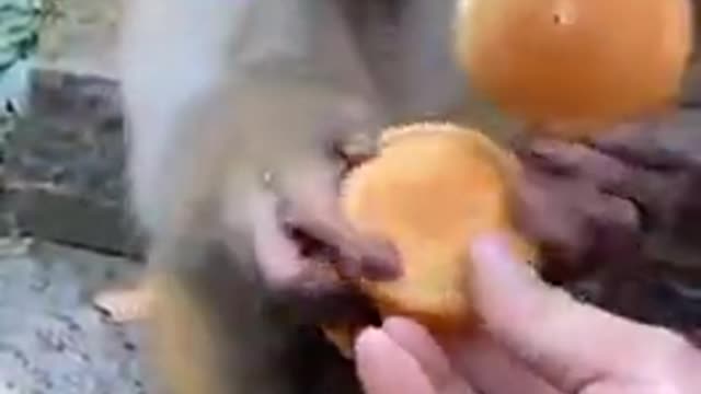 How an official behaves.