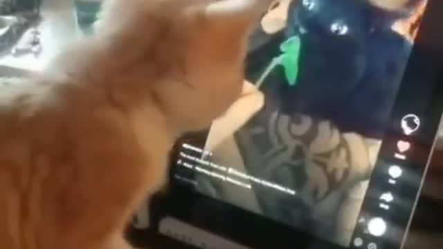 the kitten actively uses tik tok