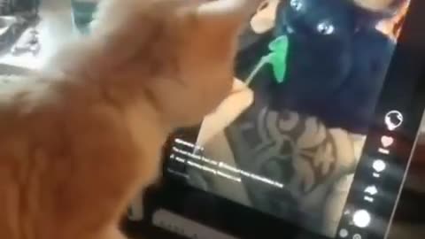 the kitten actively uses tik tok